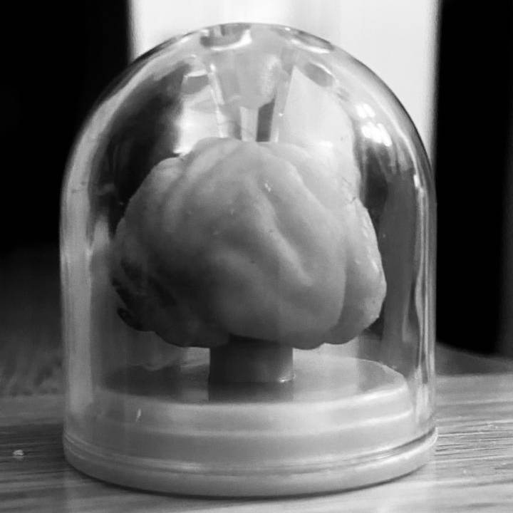 Texte alternatif (alt text) recommandé : Modèle de cerveau humain sous cloche en verre — symbole de l’intelligence artificielle, de la pensée et de la régulation juridique des systèmes autonomes.